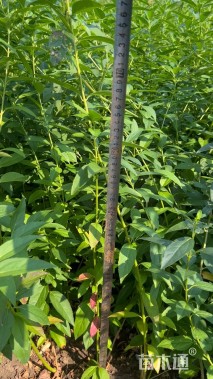 高度50厘米连翘