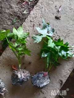 高度30厘米八角金盘小苗