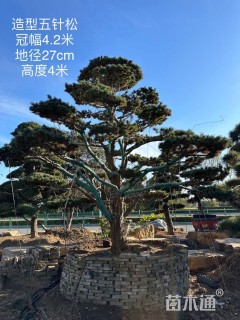 27公分五针松