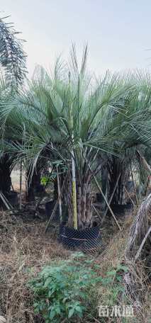 裸干高100厘米布迪椰子