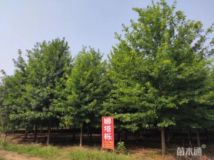 高度100厘米娜塔栎小苗