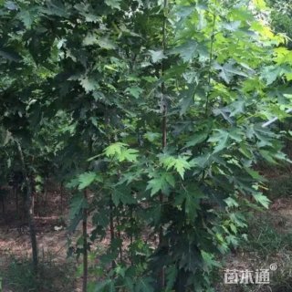 15公分银白槭