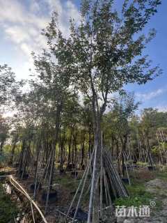 15公分黄花风铃木