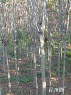 10公分黄山栾树