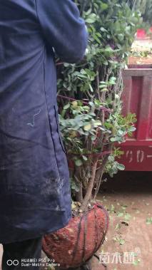 冠幅150厘米大叶黄杨球