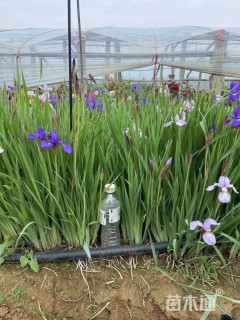 高度35厘米优质花菖蒲基地