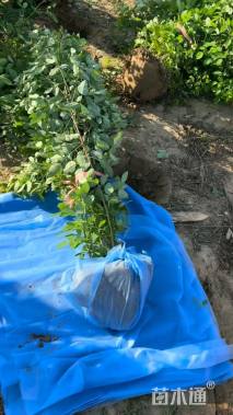 高度150厘米胡枝子