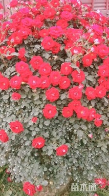 冠幅120厘米月季花球