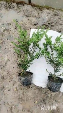 高度40厘米龟甲冬青