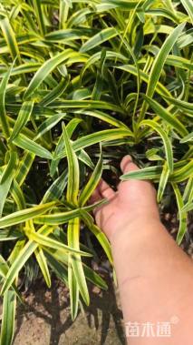 高度20厘米金边阔叶麦冬