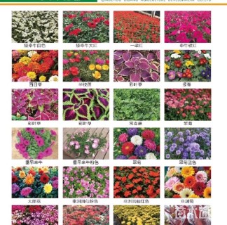 高度15厘米五色苋