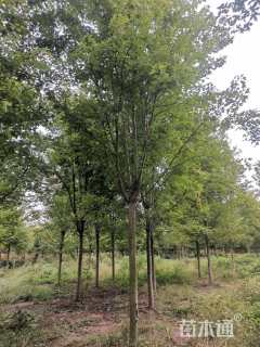 10公分美国红枫