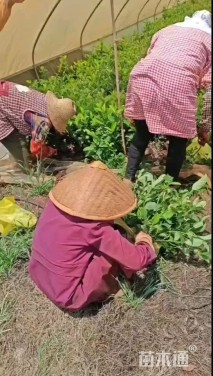 高度20厘米欧洲荚蒾