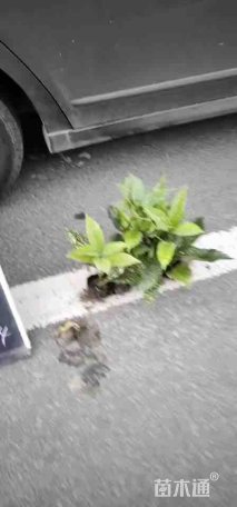 高度30厘米八角金盘小苗