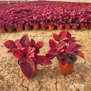 高度12厘米彩叶草