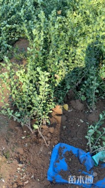 高度40厘米卫矛