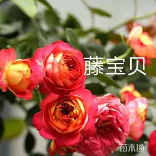 180厘米藤本月季