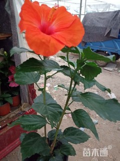 高度30厘米木槿