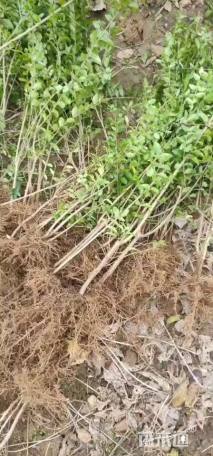 高度45厘米小叶女贞