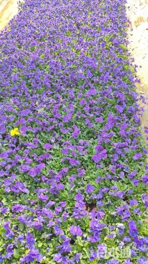 高度15厘米角堇