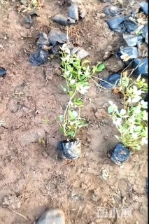 高度30厘米丰花月季