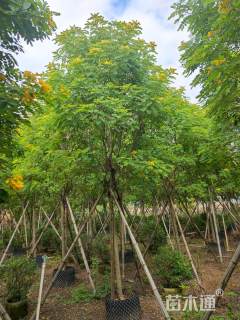 10公分黄花槐