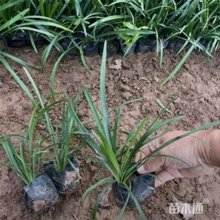 高度20厘米兰花三七草