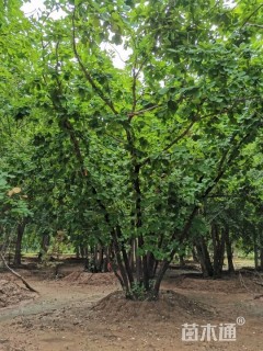 高度800厘米丛生蒙古栎