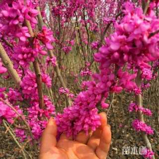 高度250厘米丛生紫荆