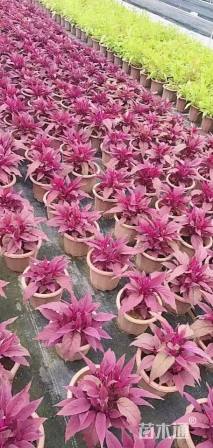 高度30厘米鸡冠花