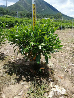 高度70厘米非洲茉莉