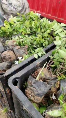 高度40厘米金叶大花六道木