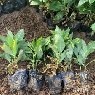 高度18厘米宿根福禄考