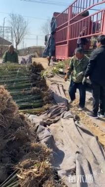地栽苗紫竹