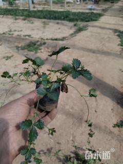 高度15厘米三叶委陵菜