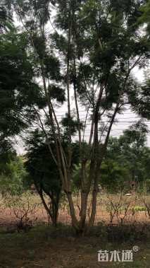 25公分丛生蓝花楹