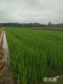 高度60厘米黄菖蒲