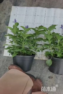 高度35厘米鼠尾草