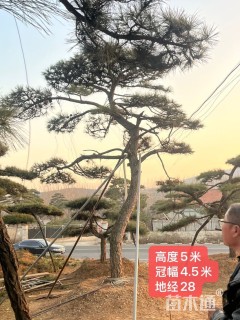 0.8公分造型赤松