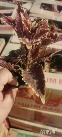高度5厘米彩叶草