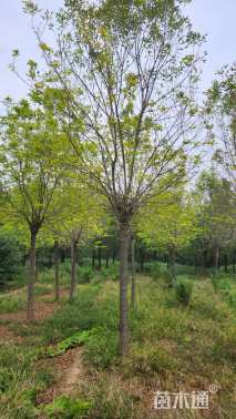 16公分金叶白蜡