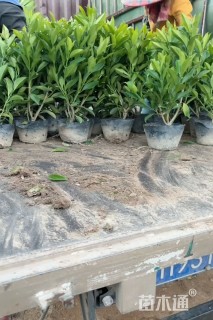 高度20厘米非洲茉莉