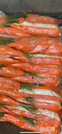 高度25厘米金叶石菖蒲