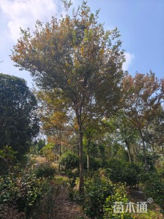 18公分榉树