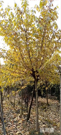 高度350厘米蜡梅