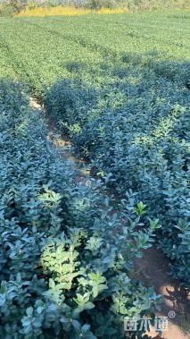 高度40厘米冬青小苗