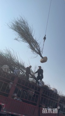 12公分榆叶梅