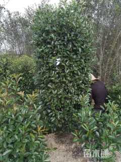 高度200厘米红叶石楠柱