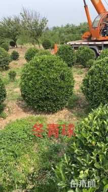 冠幅100厘米冬青球