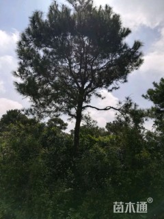 高度2厘米马尾松